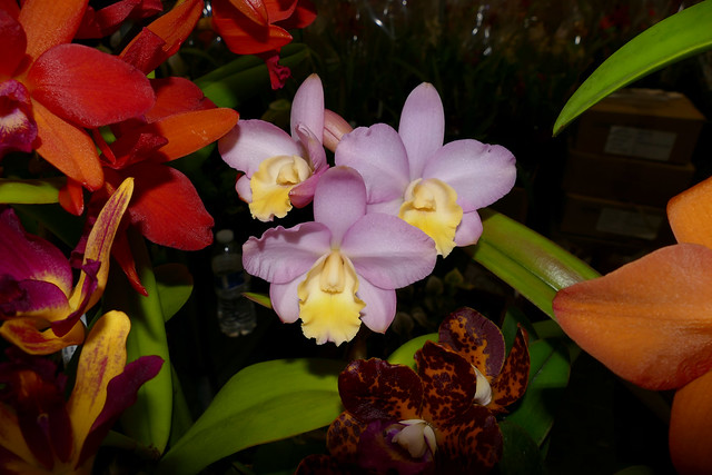 #36 in a series: the 2018 pacific orchid exposition; Cattlianthe (Pink Treasure 'SVO' x Orchidglade 'SVO') hybrid orchid