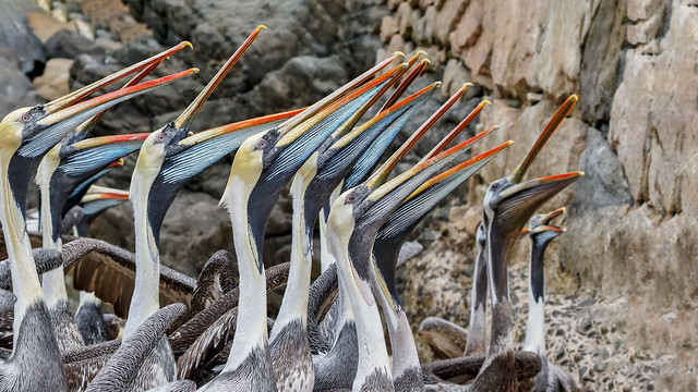 Pelicans (Pelecanus thagus)