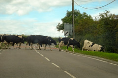 Cattle crossing the A490, 2017 Sep 02 -- photo 1