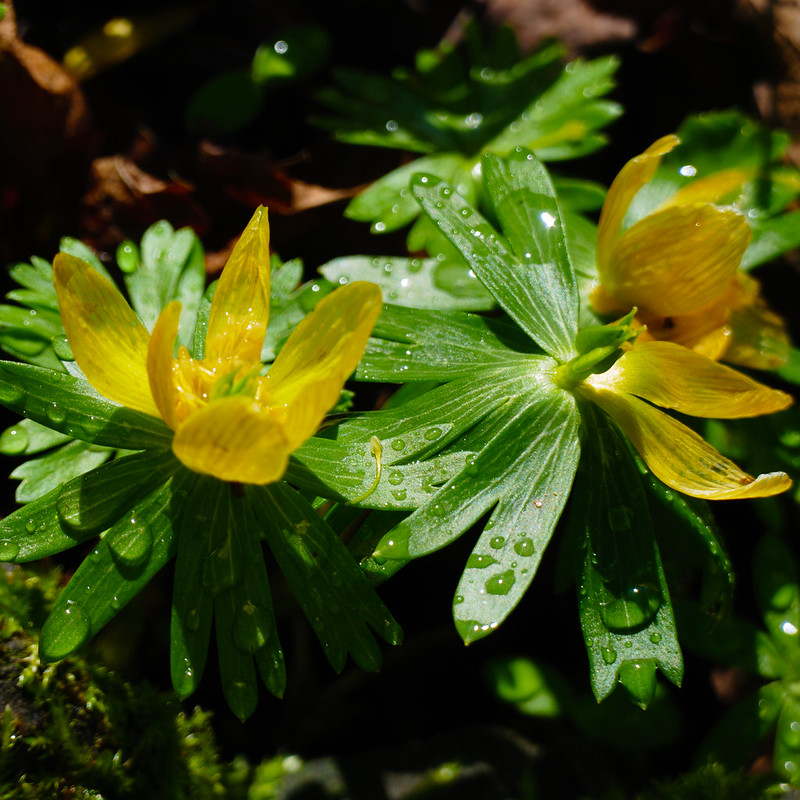 Rain-splattered winter aconites