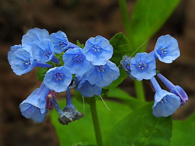 Boraginaceae : Mertensia virginica - Virginia Bluebells, Virginia Cowslip flowers