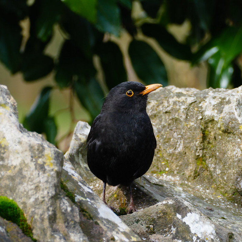 Male blackbird: lookout on a wall