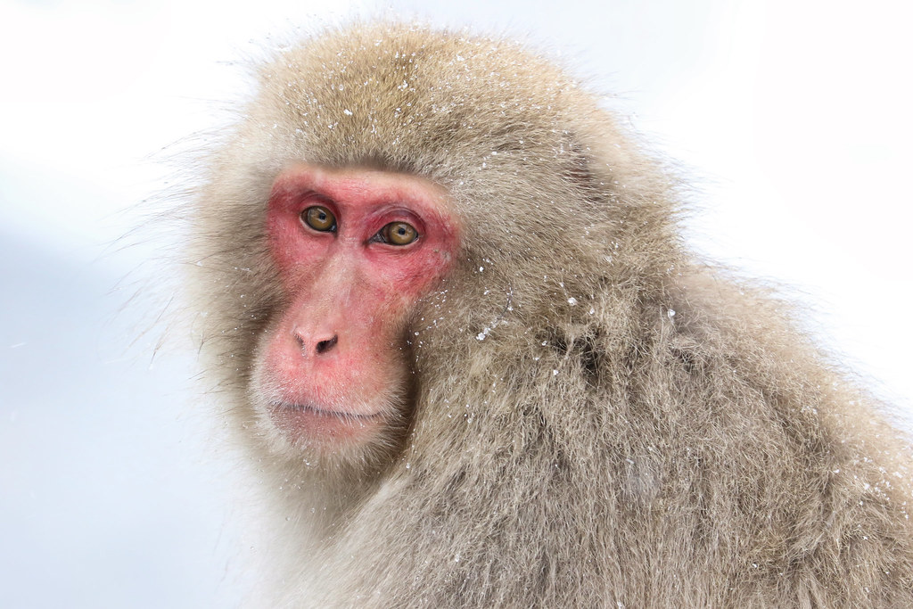 Snow Monkey - Macaque japonais
