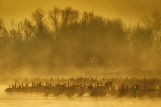 Sandhill Cranes in the fog at sunrise near Kearney, Nebraska
