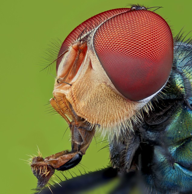 A blue fly (Stack by canon 700d-nikon BD plan 5x) pano stack 2fr. 95shot/1 fr