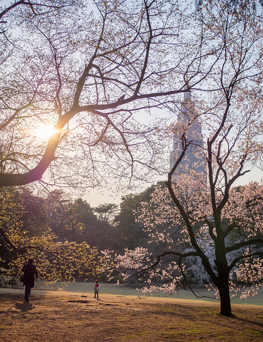 Cherry Blossom in Shinjuku Gyoen, Tokyo by TeunJanssen, Shinjuku Gyoen (新宿御苑) is one of Tokyo's largest and most popular parks. Located just a short walk fr