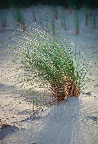 Strandgras Strandgras im Herbst (Beach grass in the autumn) | Der Sekretär - off ...