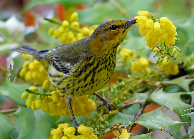 Cape May Warbler