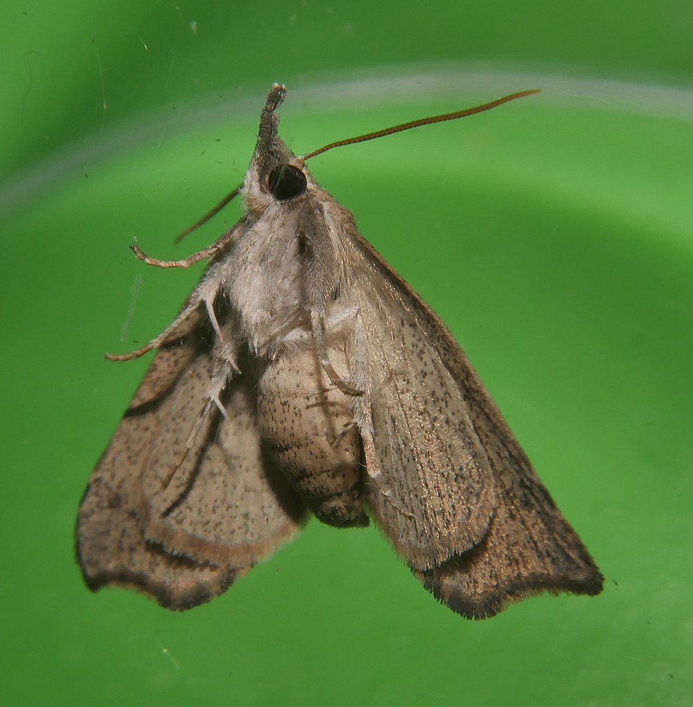 Speckled snout moth Mecistoptera sp  Erebidae Mandalay rainforest Airlie Beach P1490864