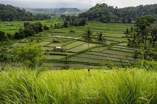sonyα7riii sonya7riii metabonessmartadaptermarkv canonef1635mmf28liiusm karangasem bali indonesia east eastern rice paddies paddy landcape green plants agriculture farming farm local crop food