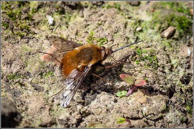 Dotted Bee-fly (Bombylius discolour) - one of two in the garden.