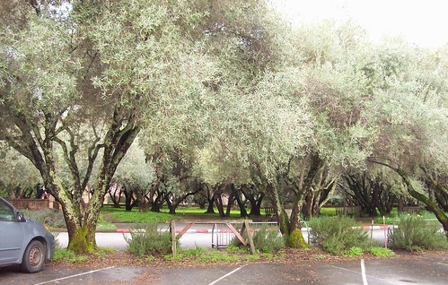 olive trees, Filoli Gardens