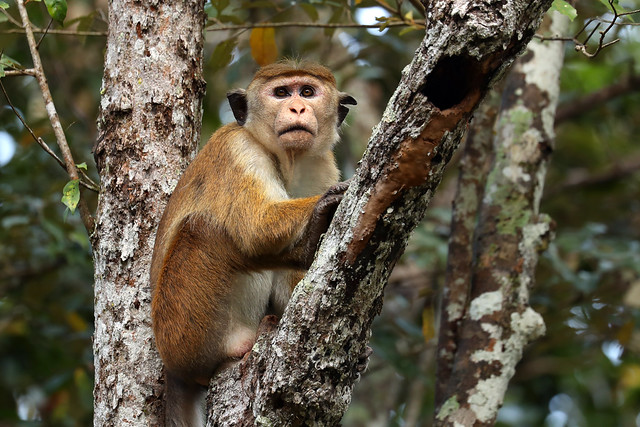 Toque Macaque - Macaca sinica