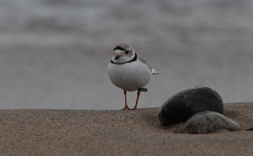 Piping Plover