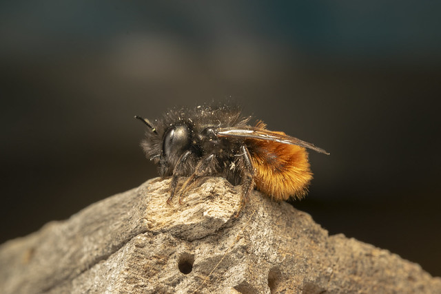 European orchard bee (lat. Osmia cornuta) female 2