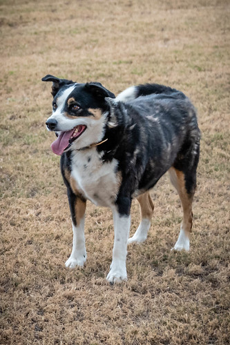 dogs flickr gatton facebook 2019tour riley housesit slideshow 2019bookpending