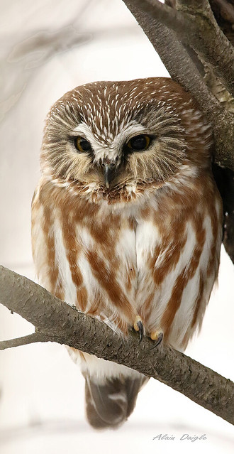 Petite Nyctale / Northern  Saw-whet Owl