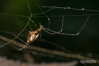 Food stealing spider (Argyrodes sp.) - DSC_0134