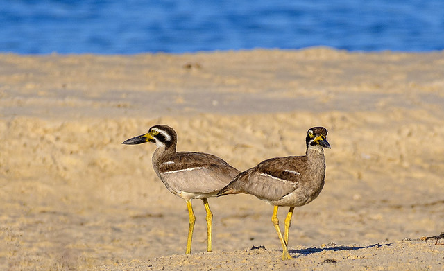 back-to-back they faced each other - banksia beach - beach stone curlews