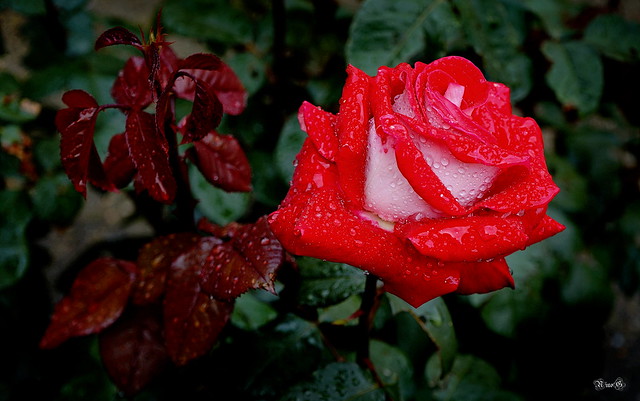 Una rosa...por San Valentín...