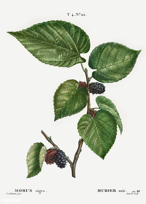 Black mulberry (Morus nigra) illustration from Traité des Arbre