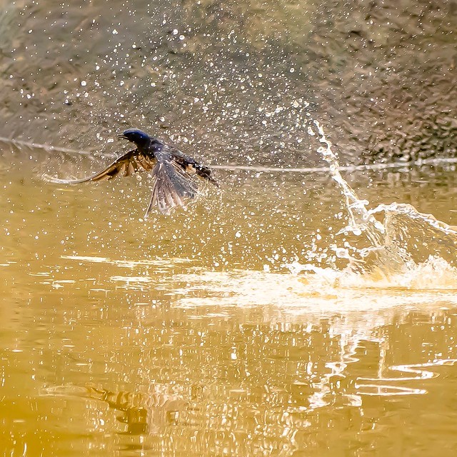2 Golondrina atrapando un insecto en el agua!!!