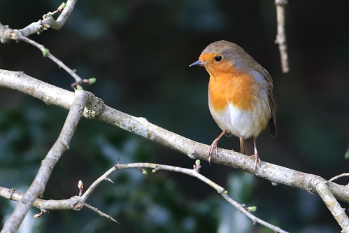 20190309 (1)_Robin | by FarnboroJohn TYVM for 6,000,000 Views