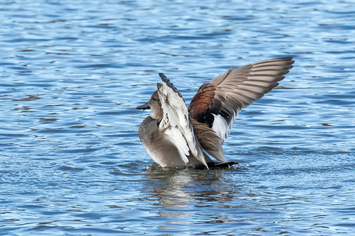 "Winging It" | by Jeff Stoltzfus