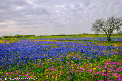 fujixpro2 sandylandbluebonnet texas texaswildflowers wilsoncounty bluebonnet flower phlox wildflower