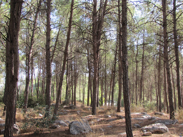 Forest Nahshon