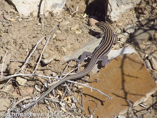 A New Mexico Whiptail Lizard along the Pueblo Alto Trail, Chaco Culture National Historical Park, New Mexico
