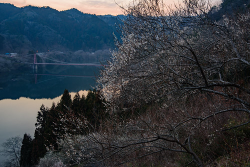 japan 奈良県 月ヶ瀬 梅 flower 湖 lake 夕景 sunset 橋 bridge