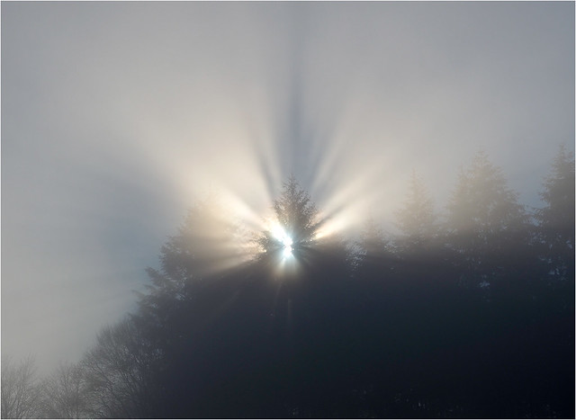 Sonne, Nebel und Baumspitze
