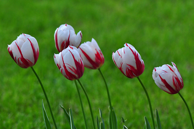 Tulip Happy Generation (Tulipa Triumph)