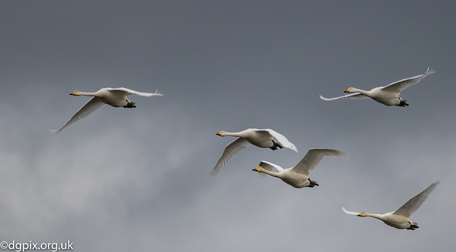 Whooper Swan Migration