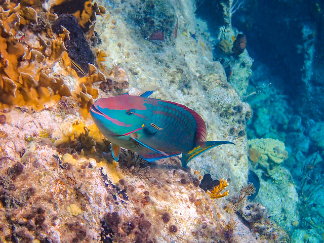 DCL March 2019 Tortola Underwater-94-2.jpg
