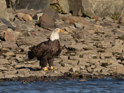 Bald Eagle on the banks of the Hudson River | jmfuscophotos | Flickr