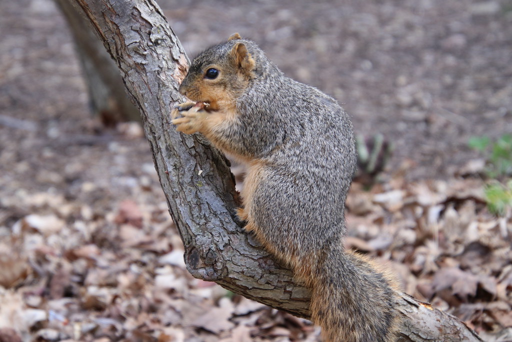 Fox Squirrels on a Warm, Spring Day at the University of Michigan - April 9th, 2019
