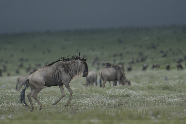 Ñu Azul - Blue Wildebeest - Serengeti NP - Tanzania