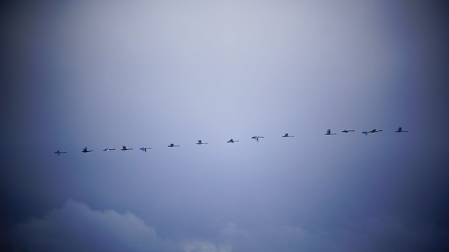 Flight of the swans