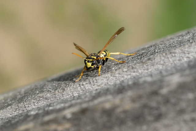 European paper wasp (lat. Polistes gallicus)