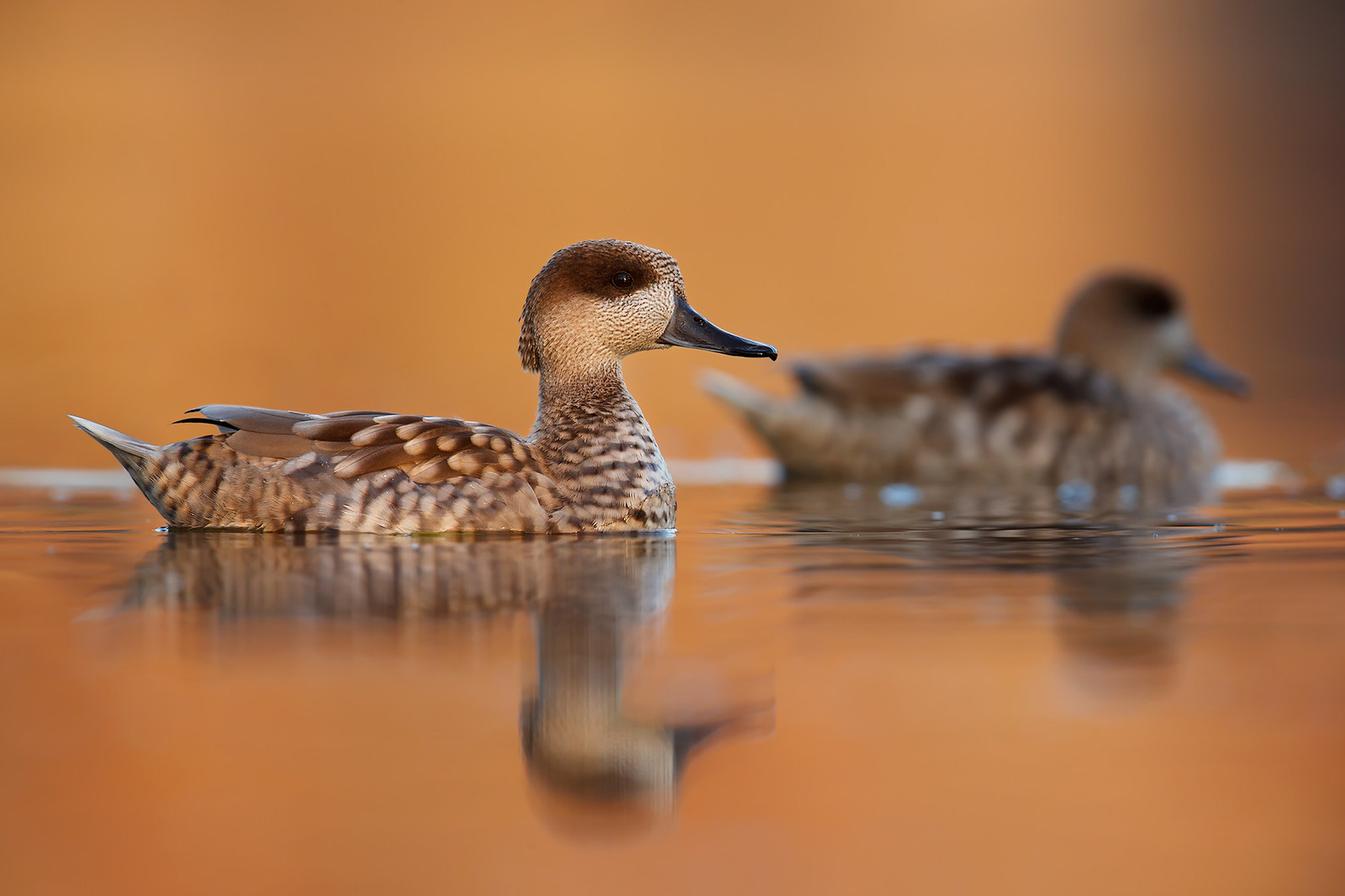 Marmaronetta angustirostris | Marbled Duck | marmorand