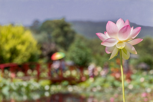 bluelotusgardens fff warburton flowers lotus flower pinklotus bokeh yarrajunction art blur colour outdoor