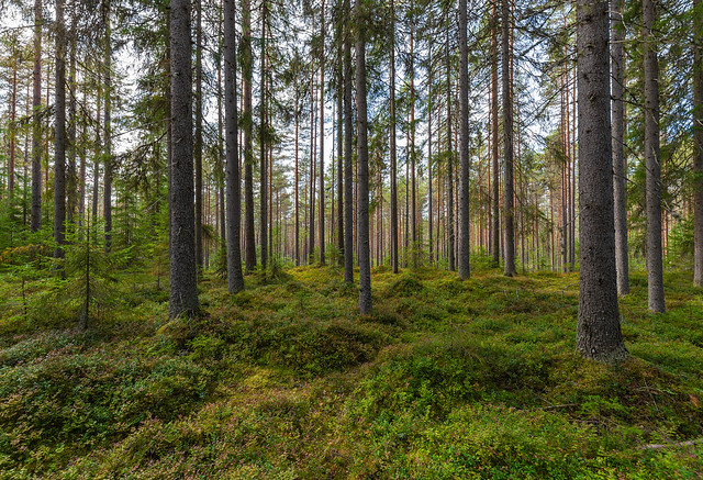The forest invites you - Metsä kutsuu sinua