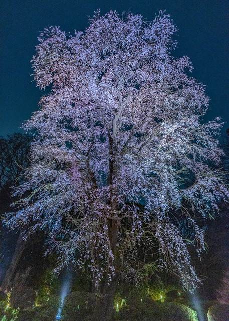 Shimming white cherry blossom