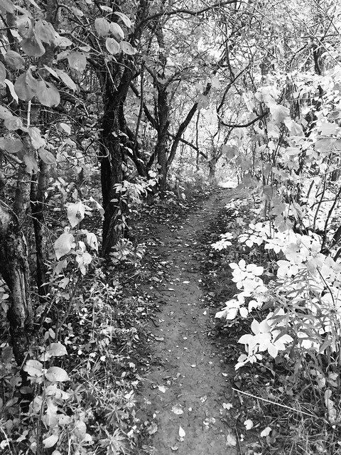 Duffins trail At Duffins Creek , side path down hill to the creek , this very popular spot by fisherman trying their luck of a great catch , Discovery Bay , photograph converted to black and white , Martin’s Photographs , Ajax , Ontario , October 7.  2018