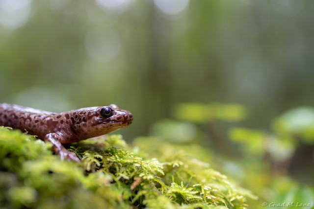 California Giant Salamander (Dicamptodon ensatus) Explored.