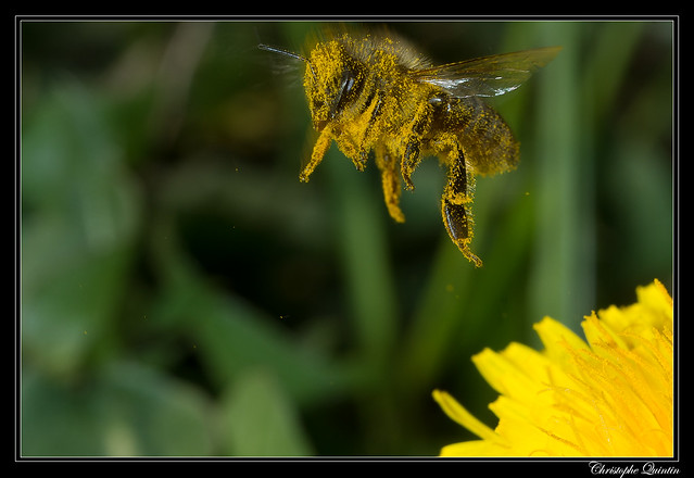 Abeille domestique (Apis mellifera)