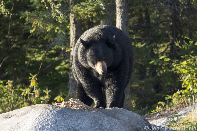Observation de l'ours noir - Pourvoirie Lacs à Jimmy _DSC7316 copy