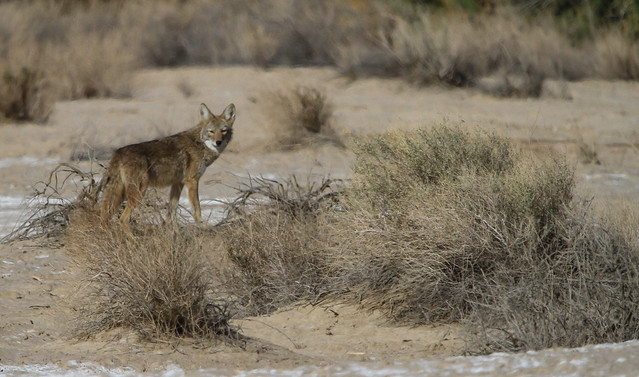 Coyote ( Canis latrans)